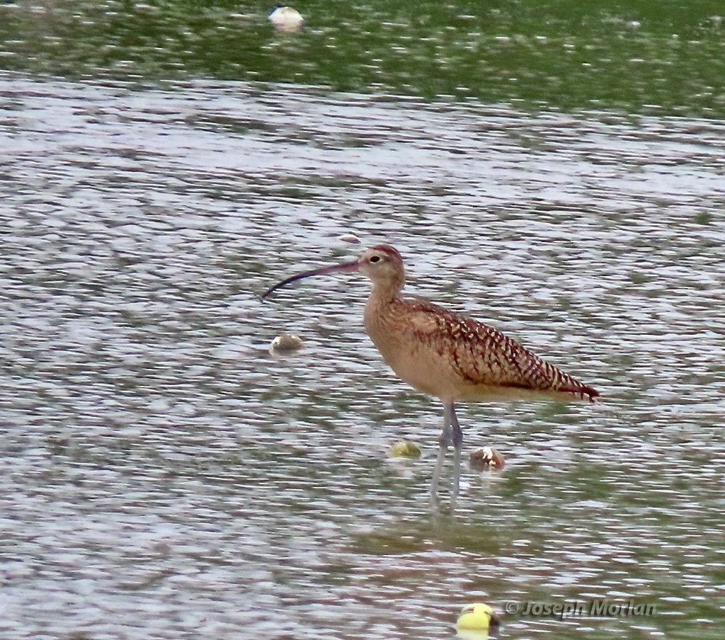 Long-billed Curlew - ML618210039