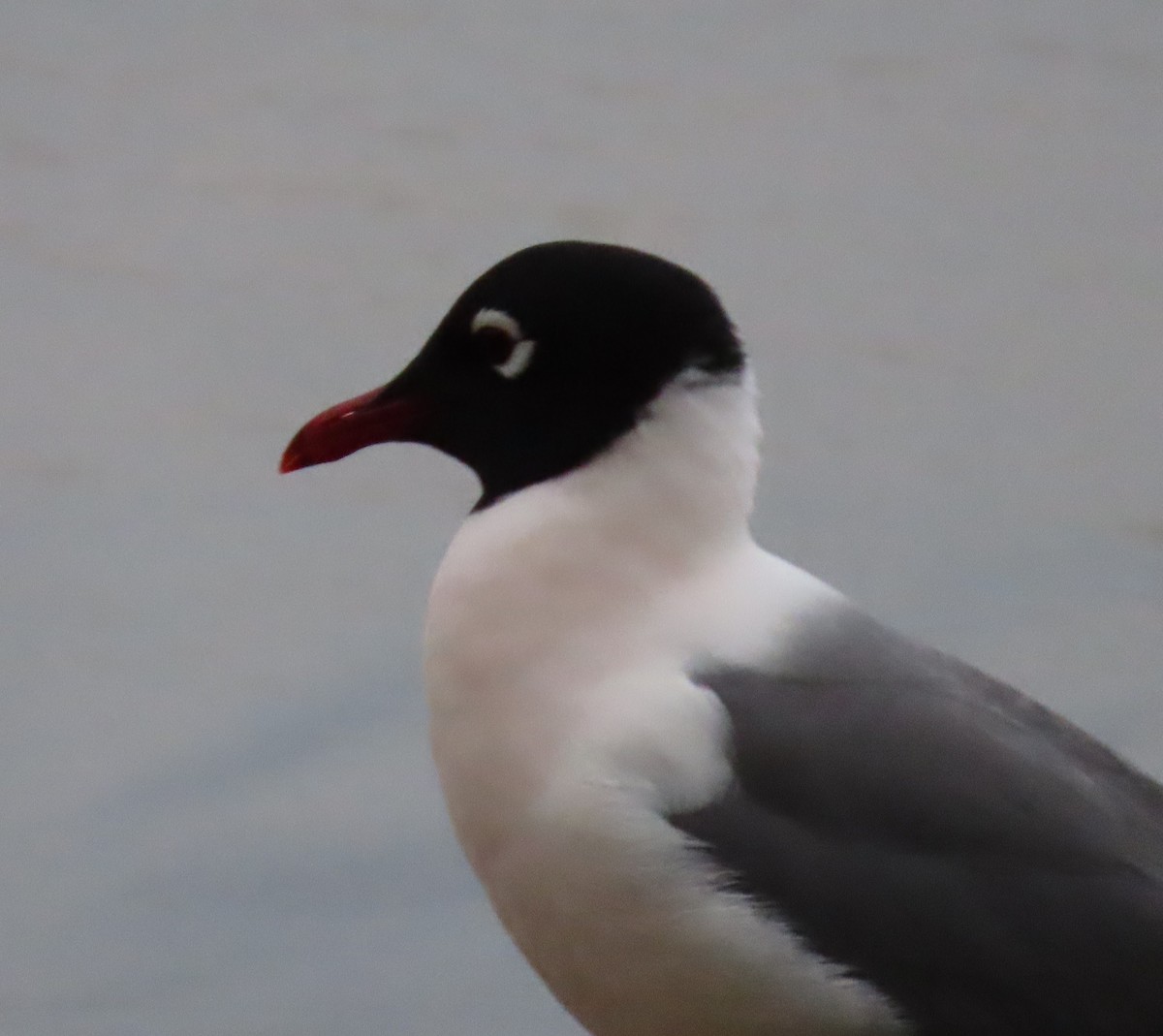 Mouette de Franklin - ML618210043