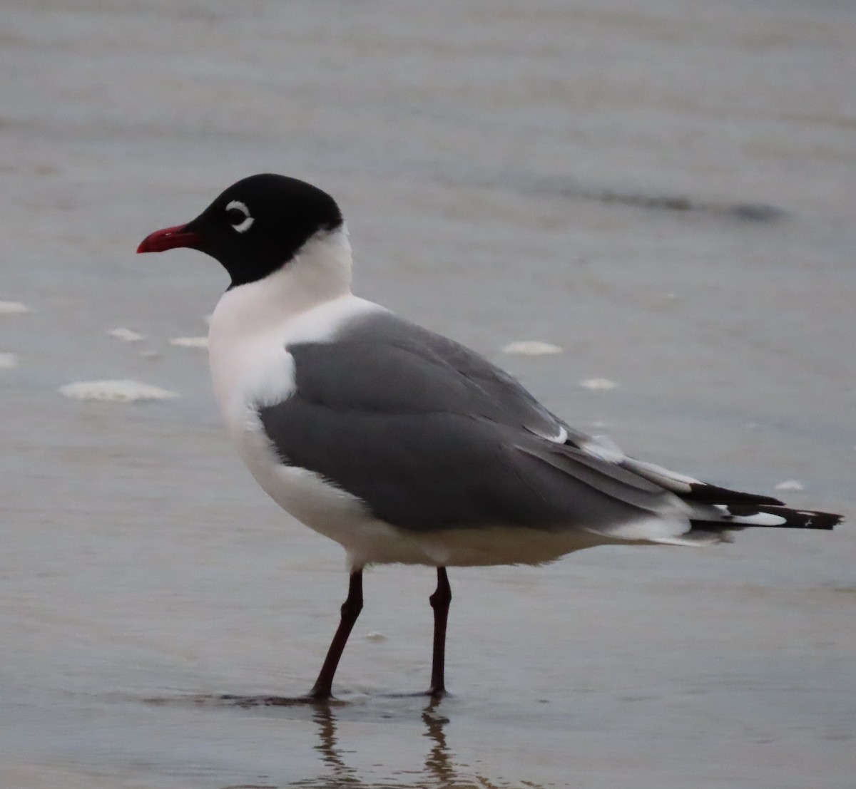 Mouette de Franklin - ML618210070