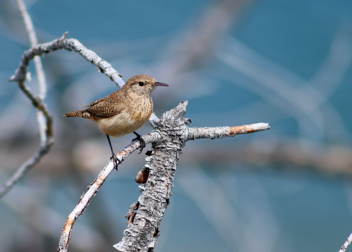 Rock Wren - Keith Larson