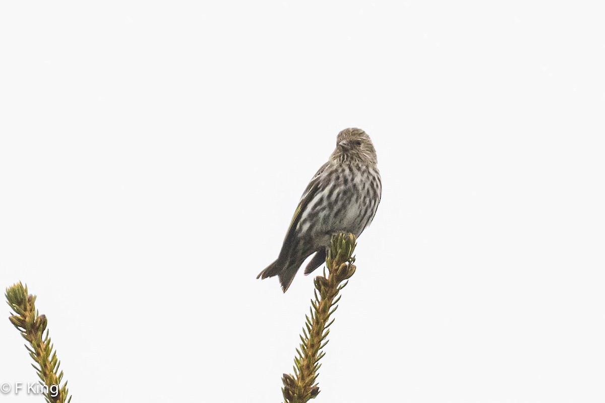 Pine Siskin - Frank King