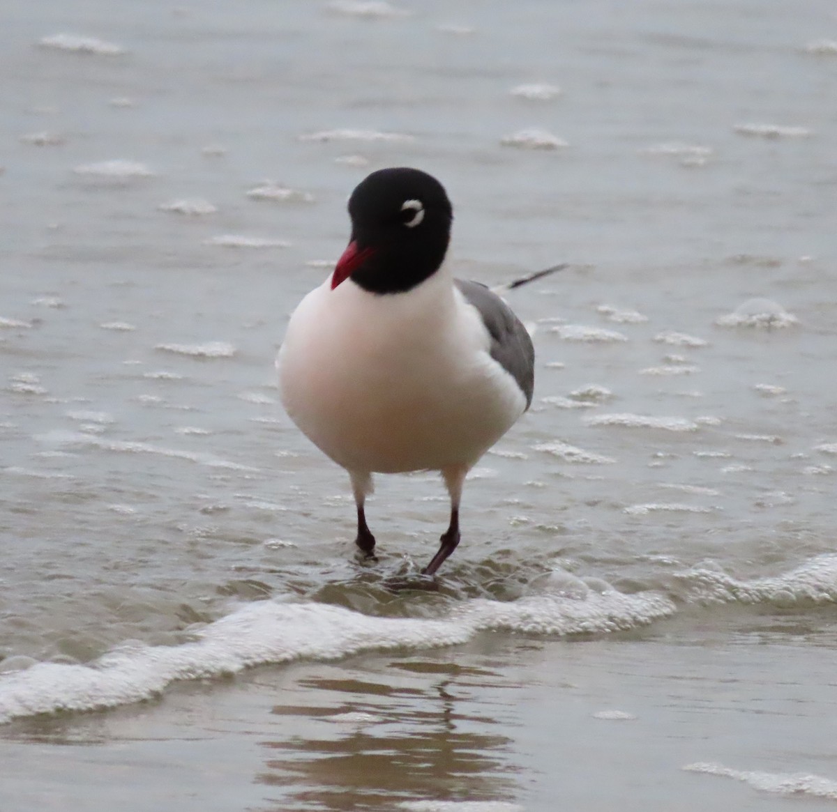 Franklin's Gull - ML618210093