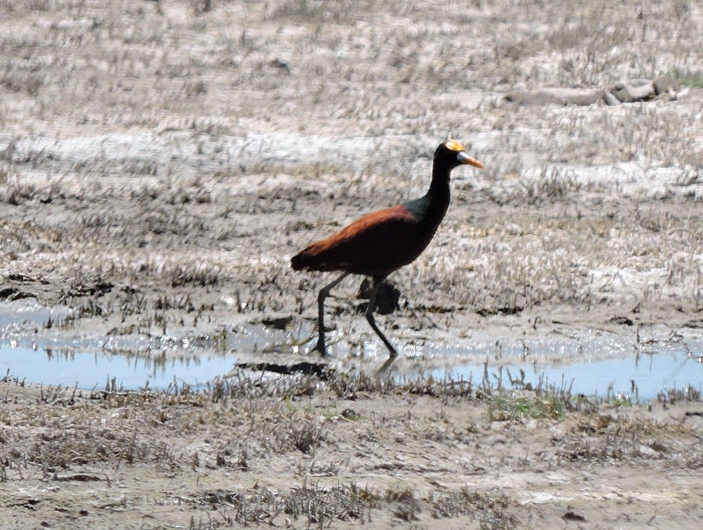 Northern Jacana - ML618210097