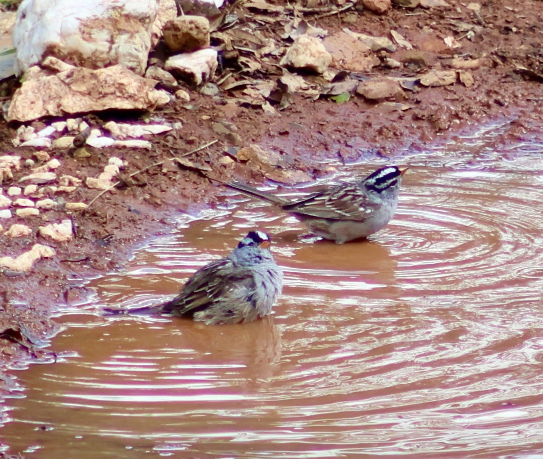 White-crowned Sparrow - ML618210115