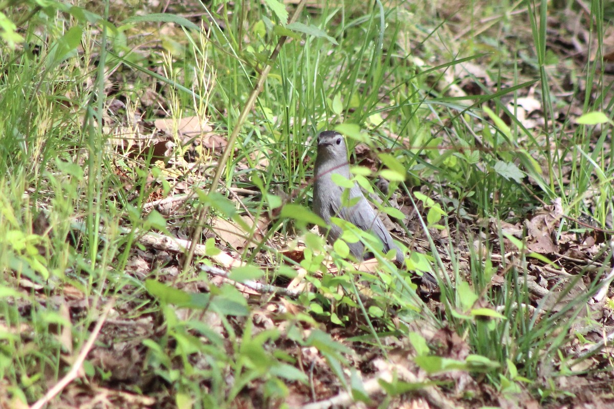 Gray Catbird - Jen Grovatt