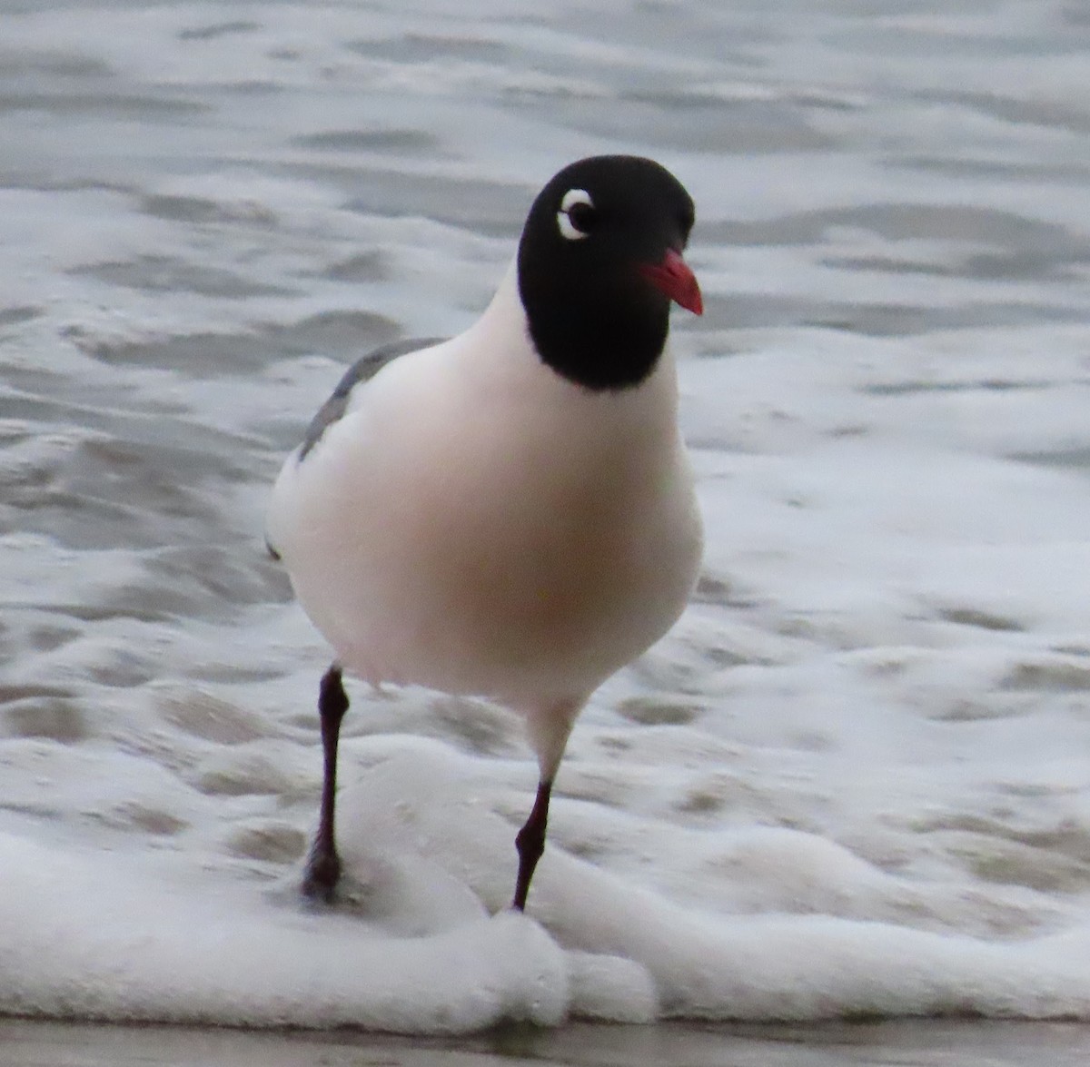 Mouette de Franklin - ML618210140