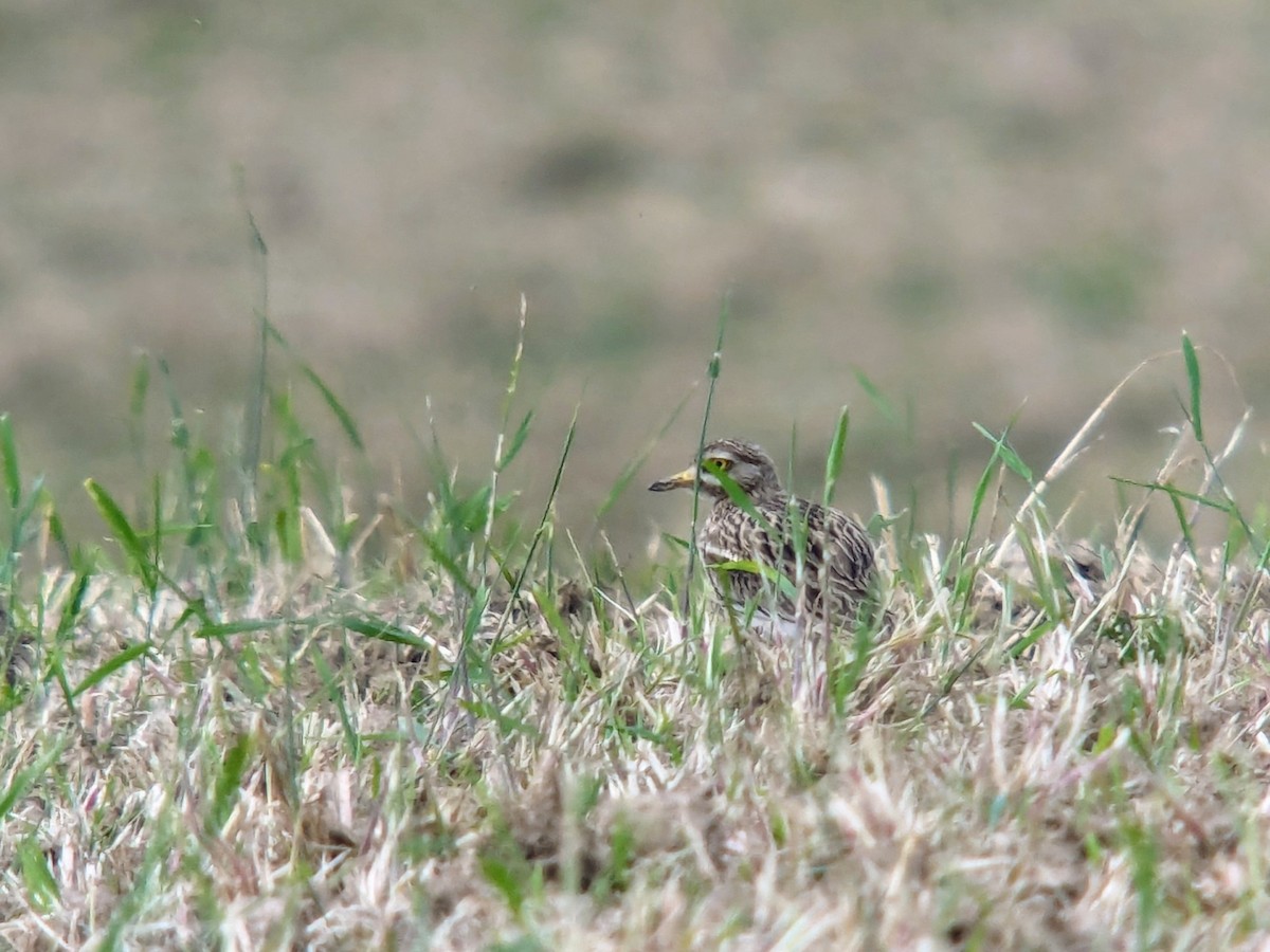 Eurasian Thick-knee - Raphaël Nussbaumer