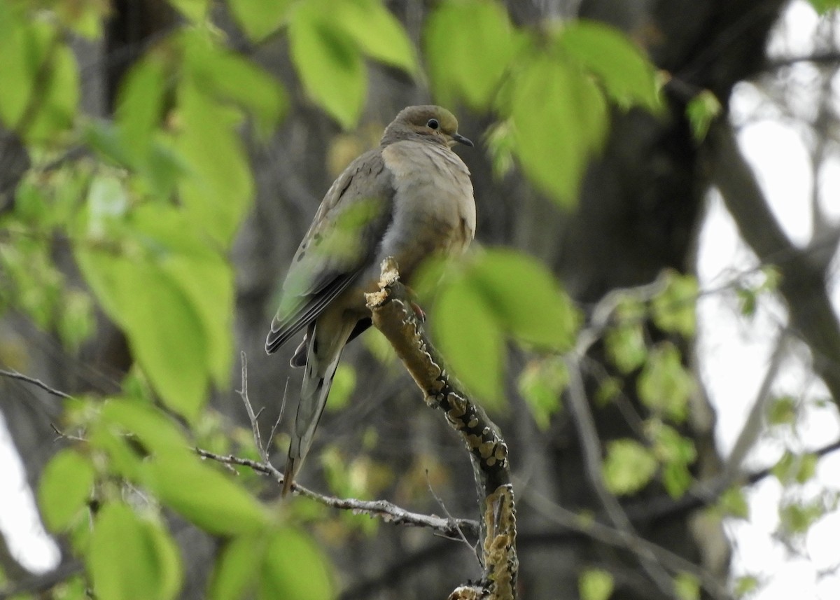 Mourning Dove - Yvonne Burch-Hartley