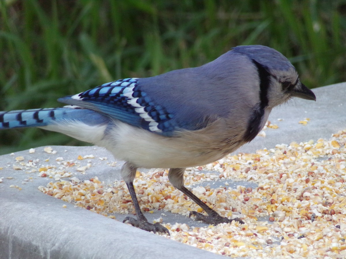 Blue Jay - Texas Bird Family