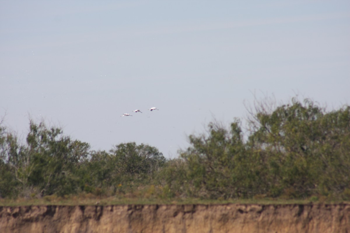 Whooping Crane - ML618210193