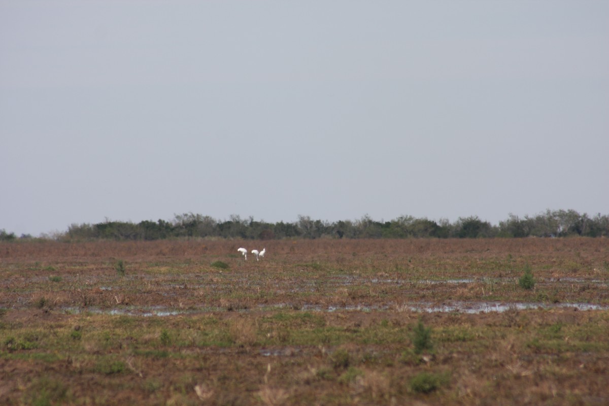 Whooping Crane - ML618210194