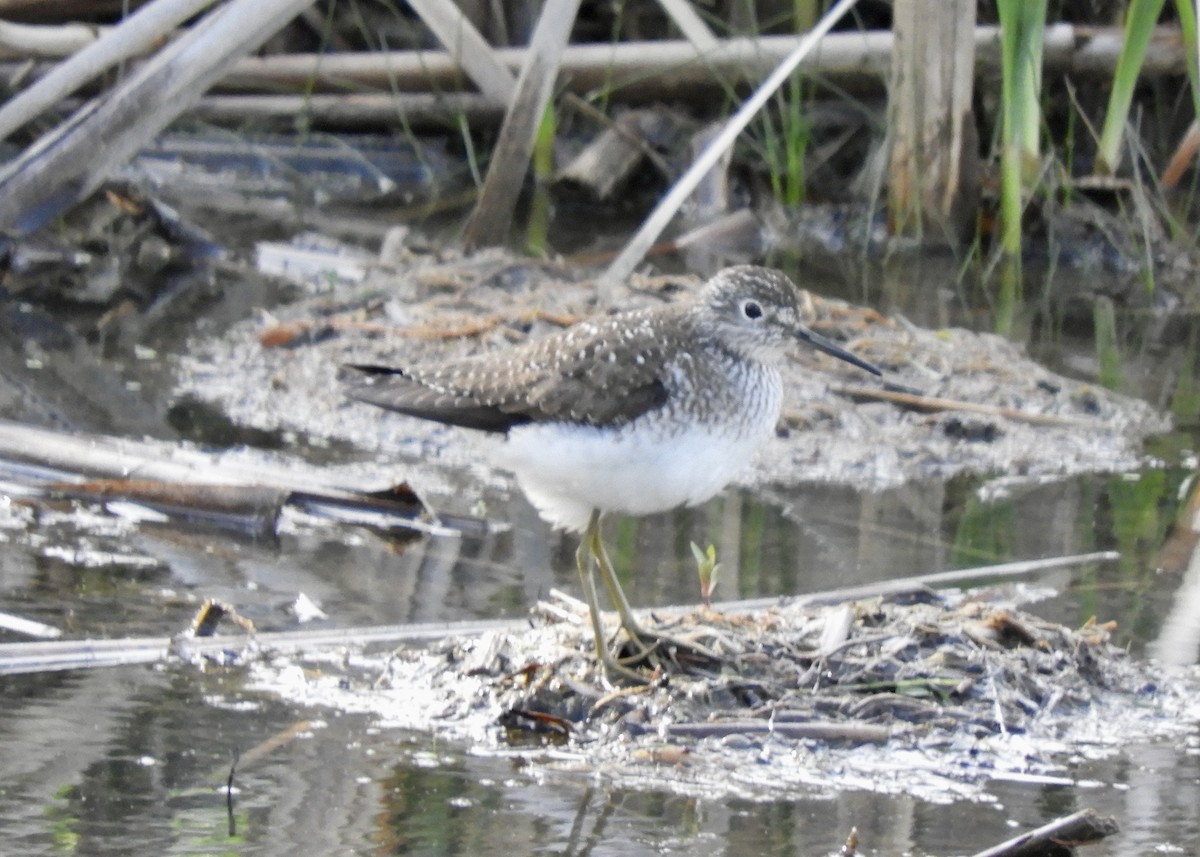 Solitary Sandpiper - Yvonne Burch-Hartley