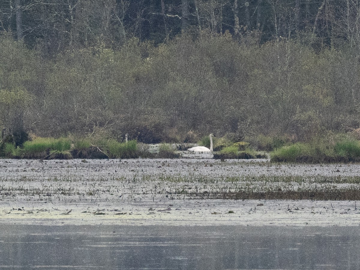 Trumpeter Swan - Chris Fischer