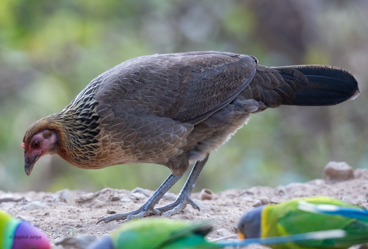 Red Junglefowl - Jagdish Jatiya