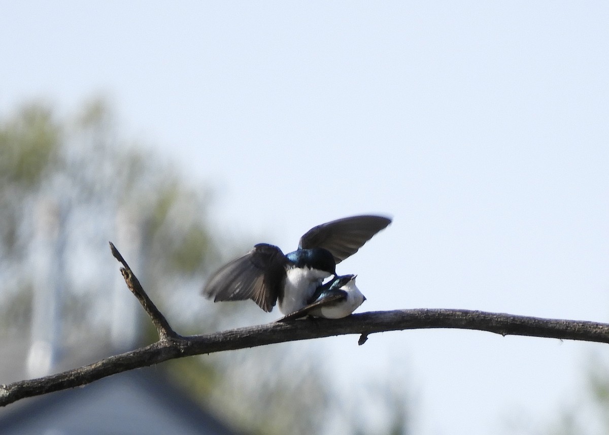 Tree Swallow - Yvonne Burch-Hartley