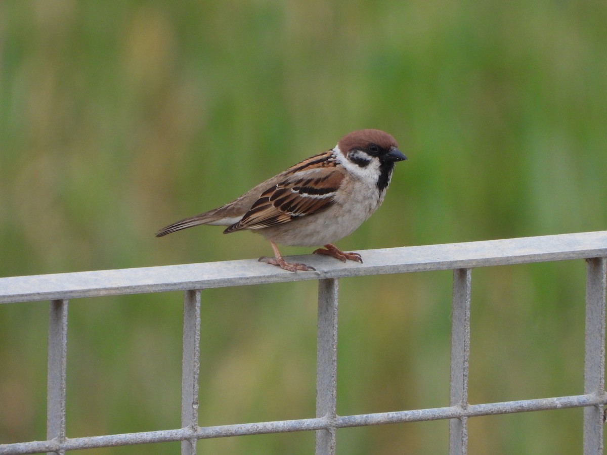 Eurasian Tree Sparrow - Haydee Huwel