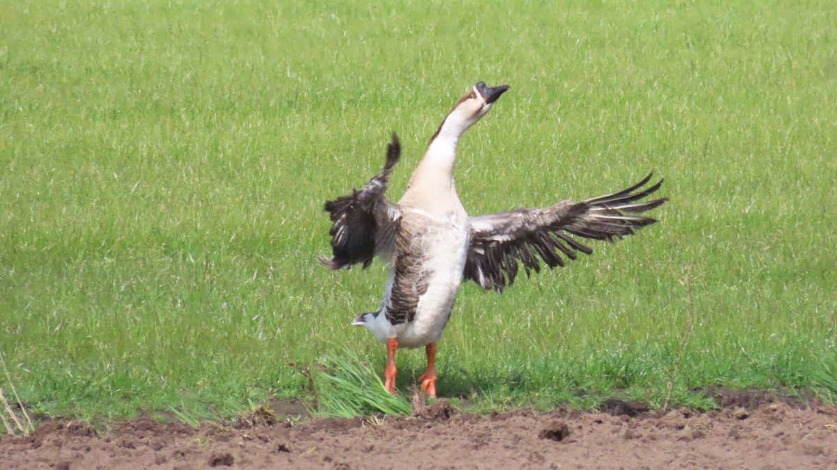 Swan Goose (Domestic type) - ML618210263