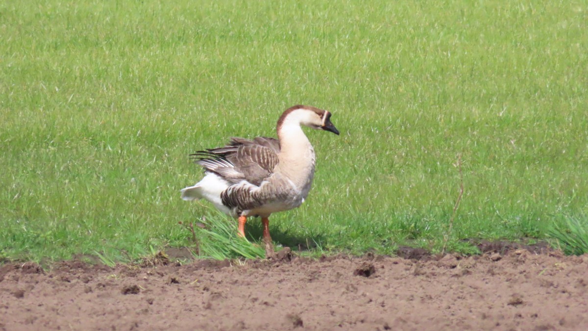 Swan Goose (Domestic type) - Nicole  Rijsemus