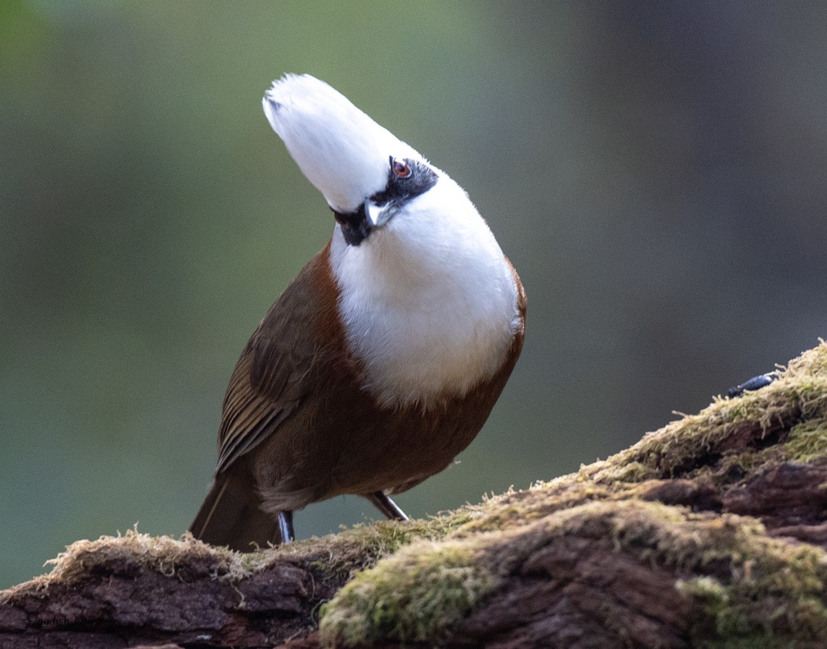 White-crested Laughingthrush - ML618210285