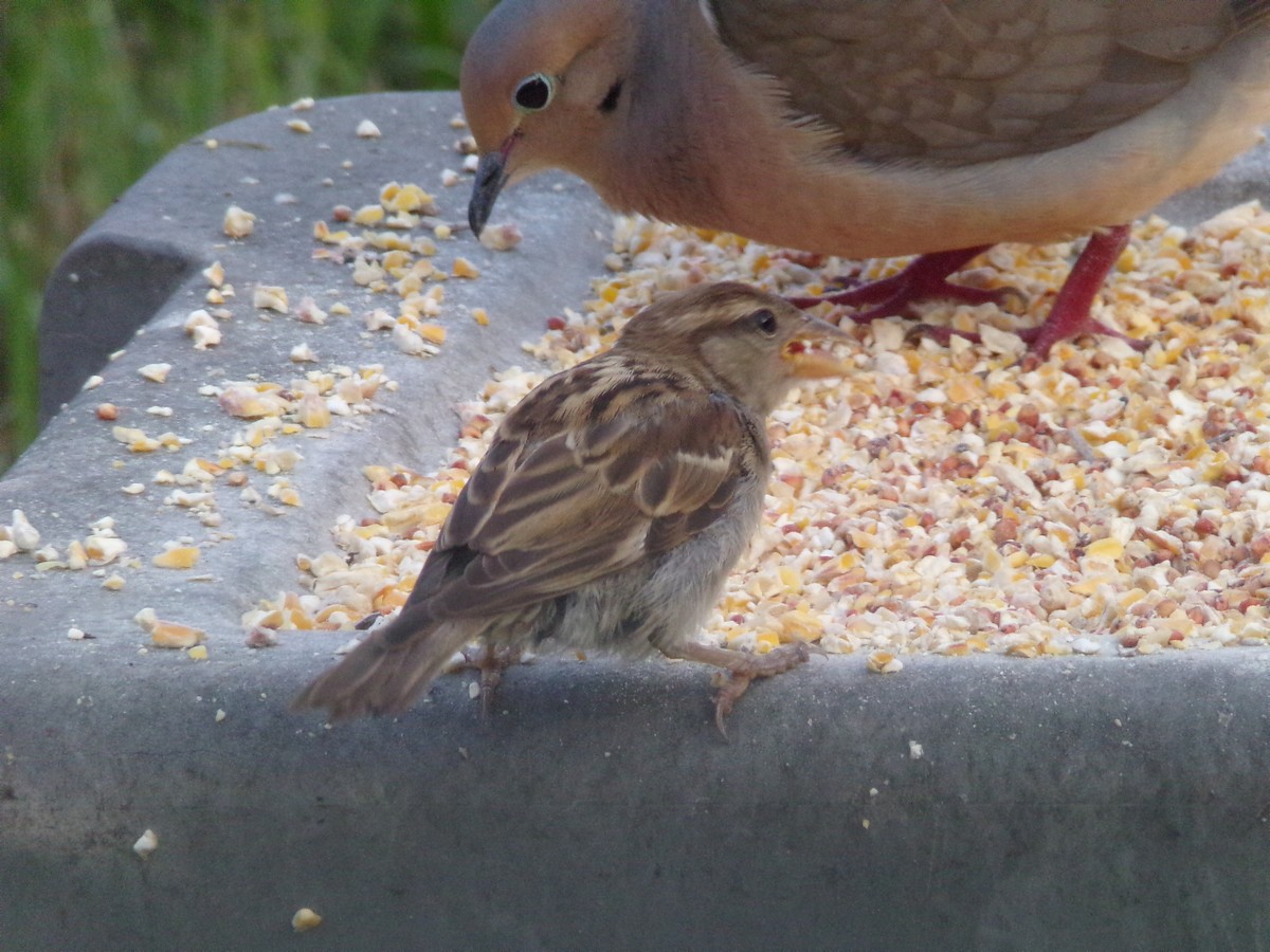 House Sparrow - Texas Bird Family