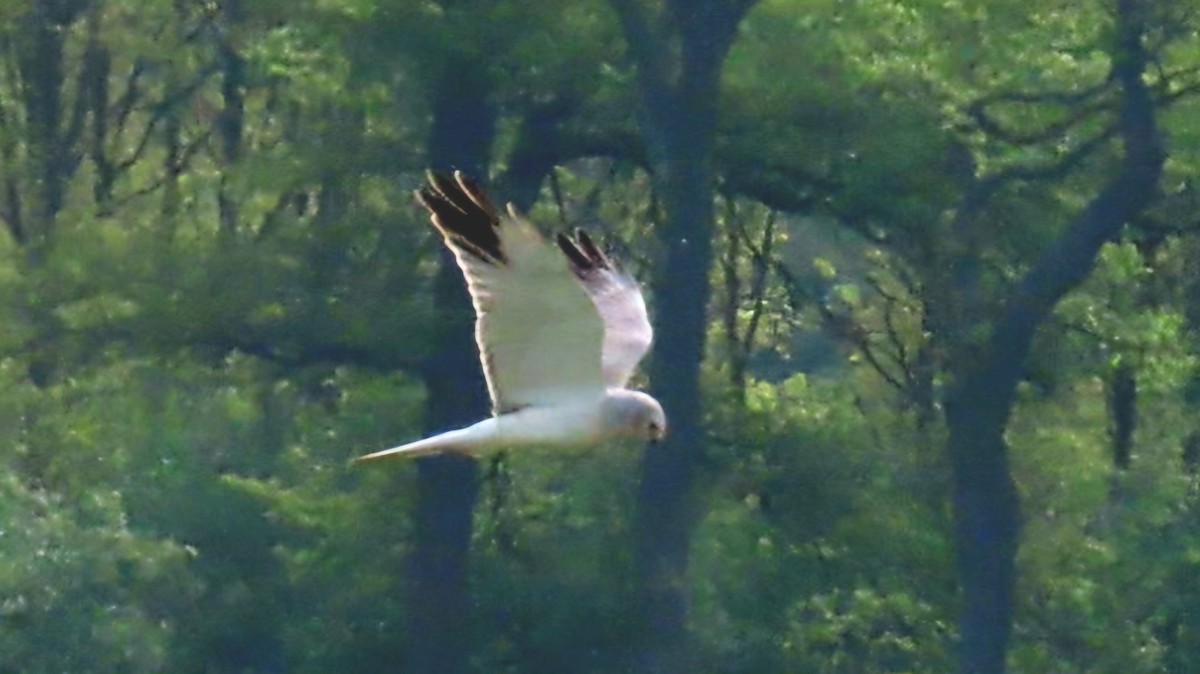 Pallid Harrier - ML618210333