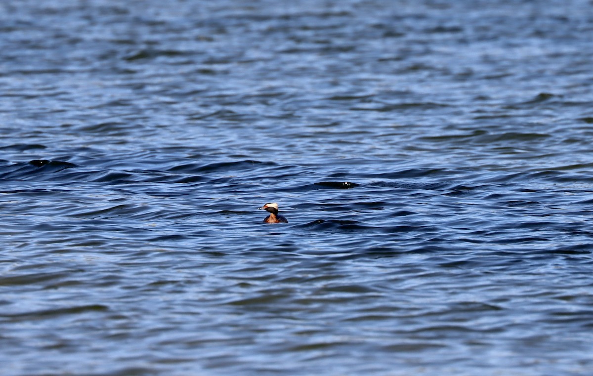 Horned Grebe - ML618210375