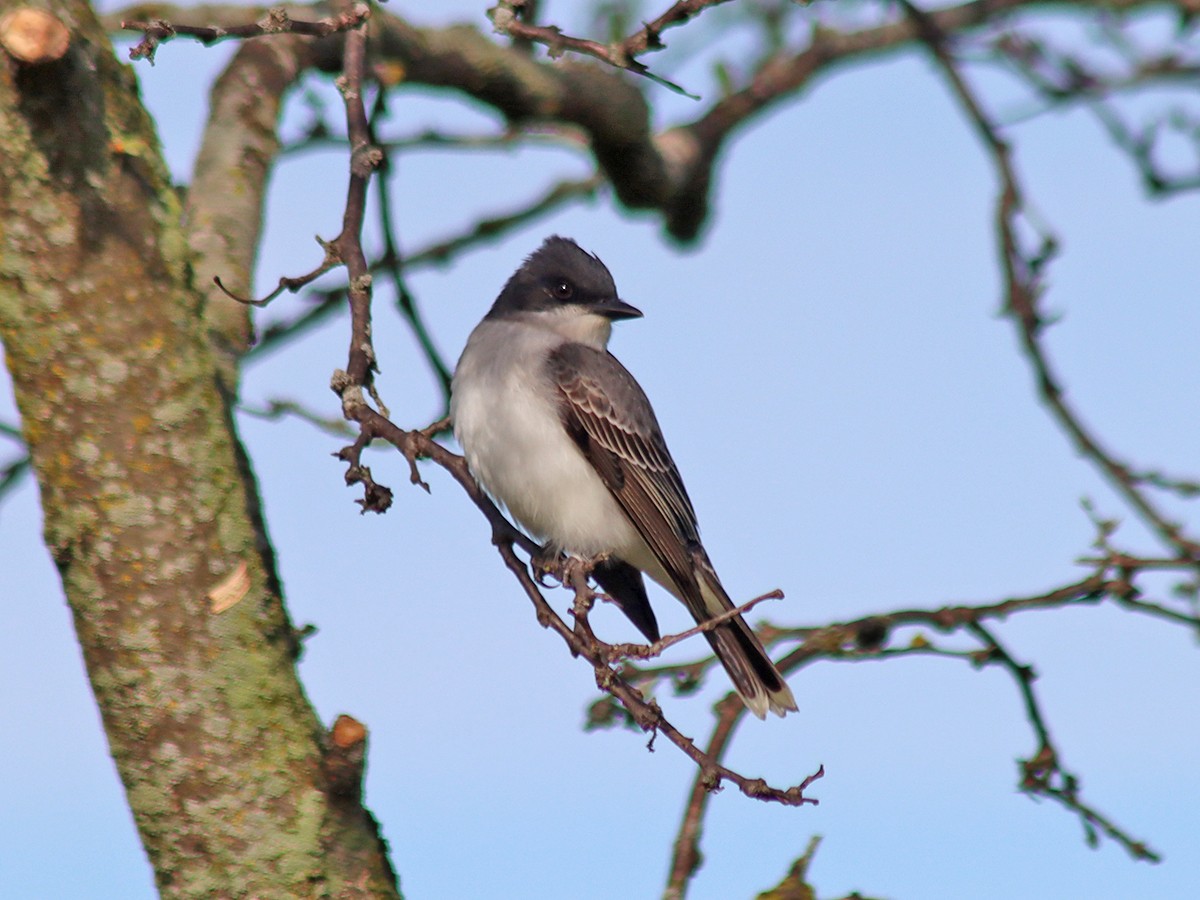 Eastern Kingbird - Sherry Plessner