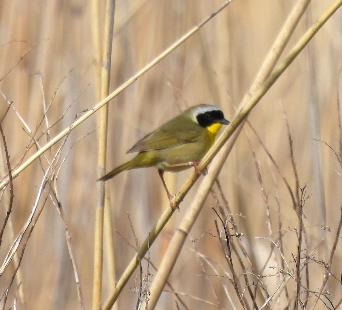 Common Yellowthroat - Jennifer Bowman