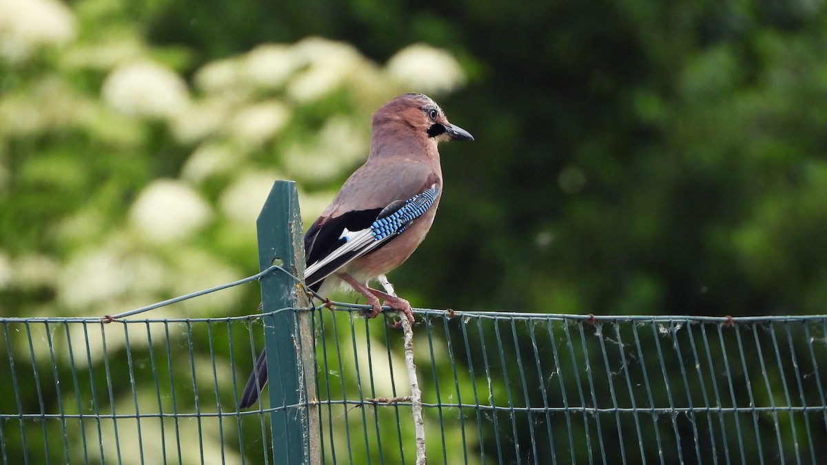 Eurasian Jay - Bruno Caula