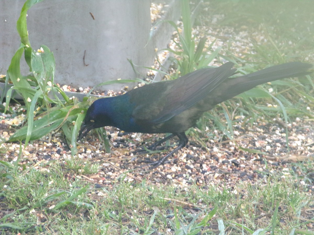 Common Grackle - Texas Bird Family