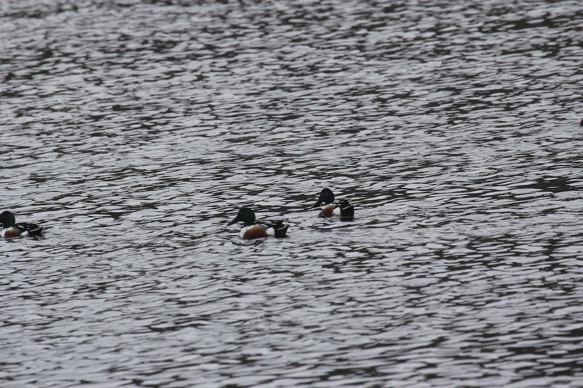 Northern Shoveler - Kareem Elgebali