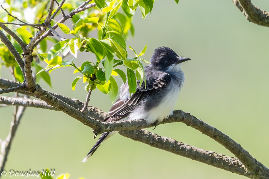 Eastern Kingbird - ML618210409