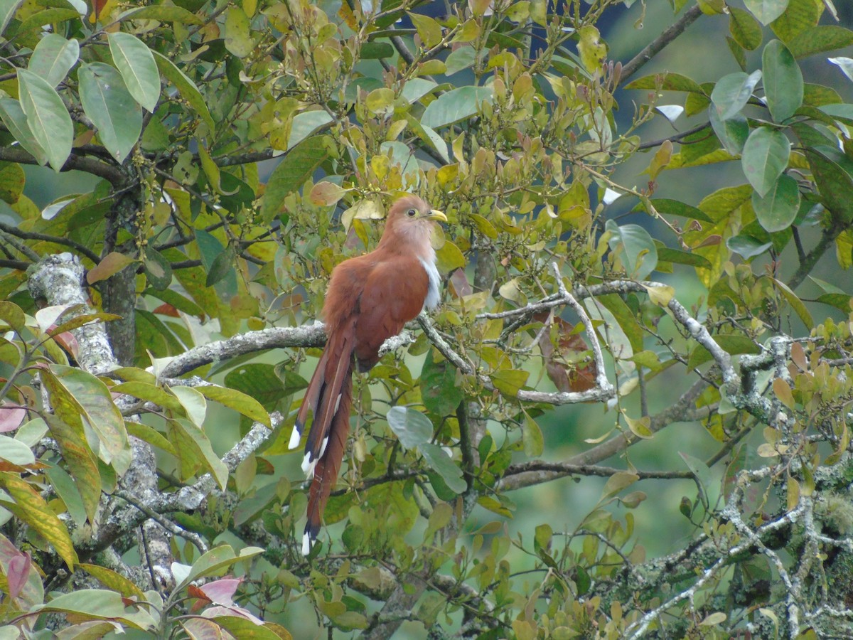 Squirrel Cuckoo - Juan Tamayo