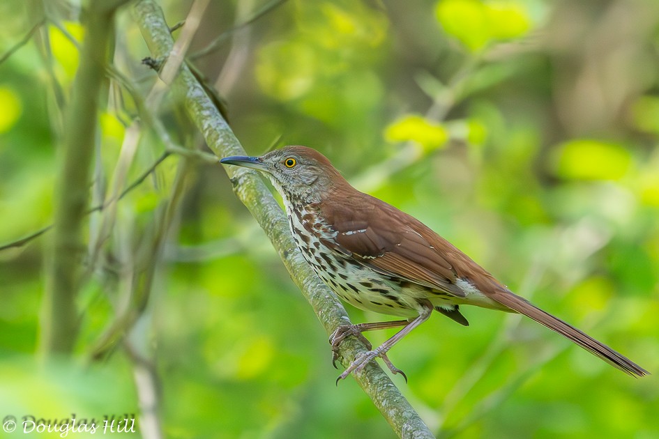 Brown Thrasher - ML618210440