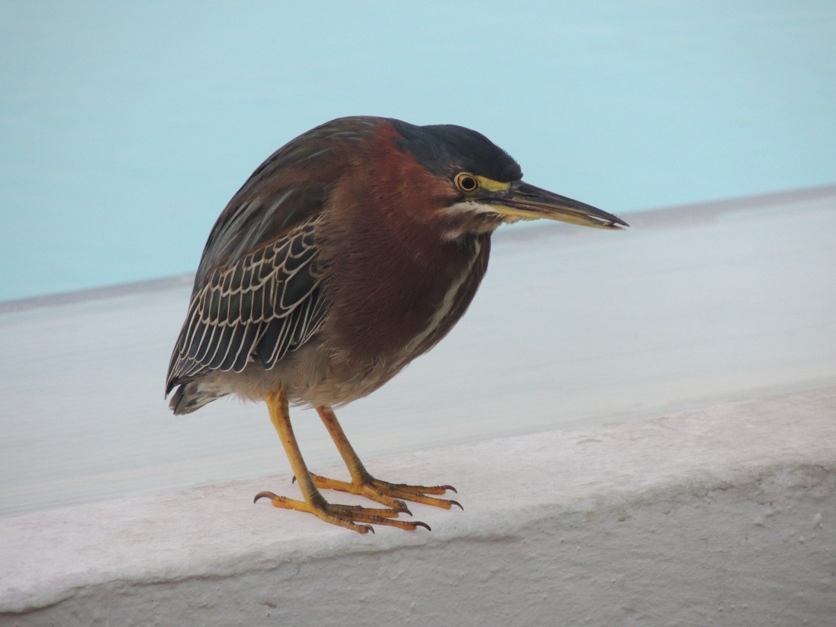 Green Heron - Peter Bono