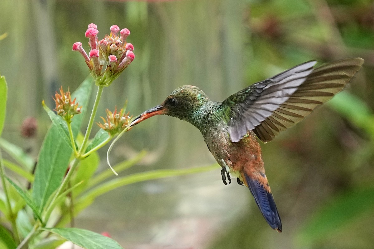 Copper-rumped Hummingbird - Alan Lenk