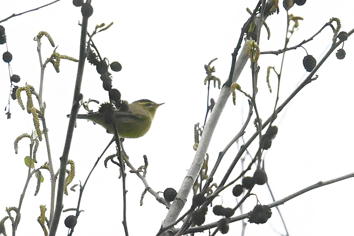 Buff-throated Warbler - Dong Qiu