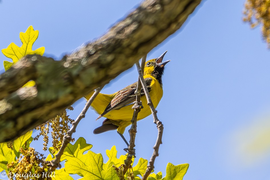 Orchard Oriole - ML618210486