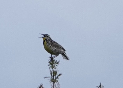 Western Meadowlark - Evan Clark