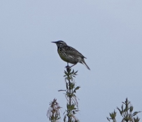 Western Meadowlark - ML618210531