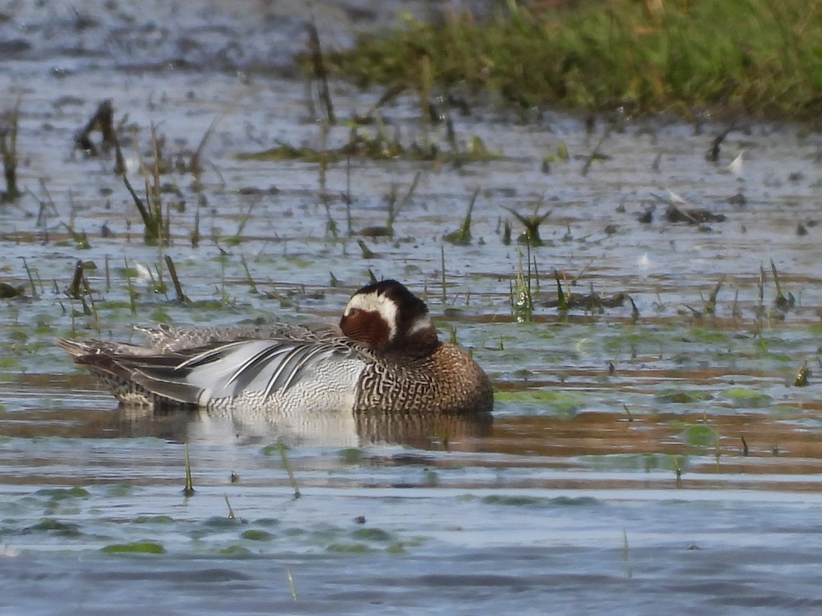 Garganey - ML618210536