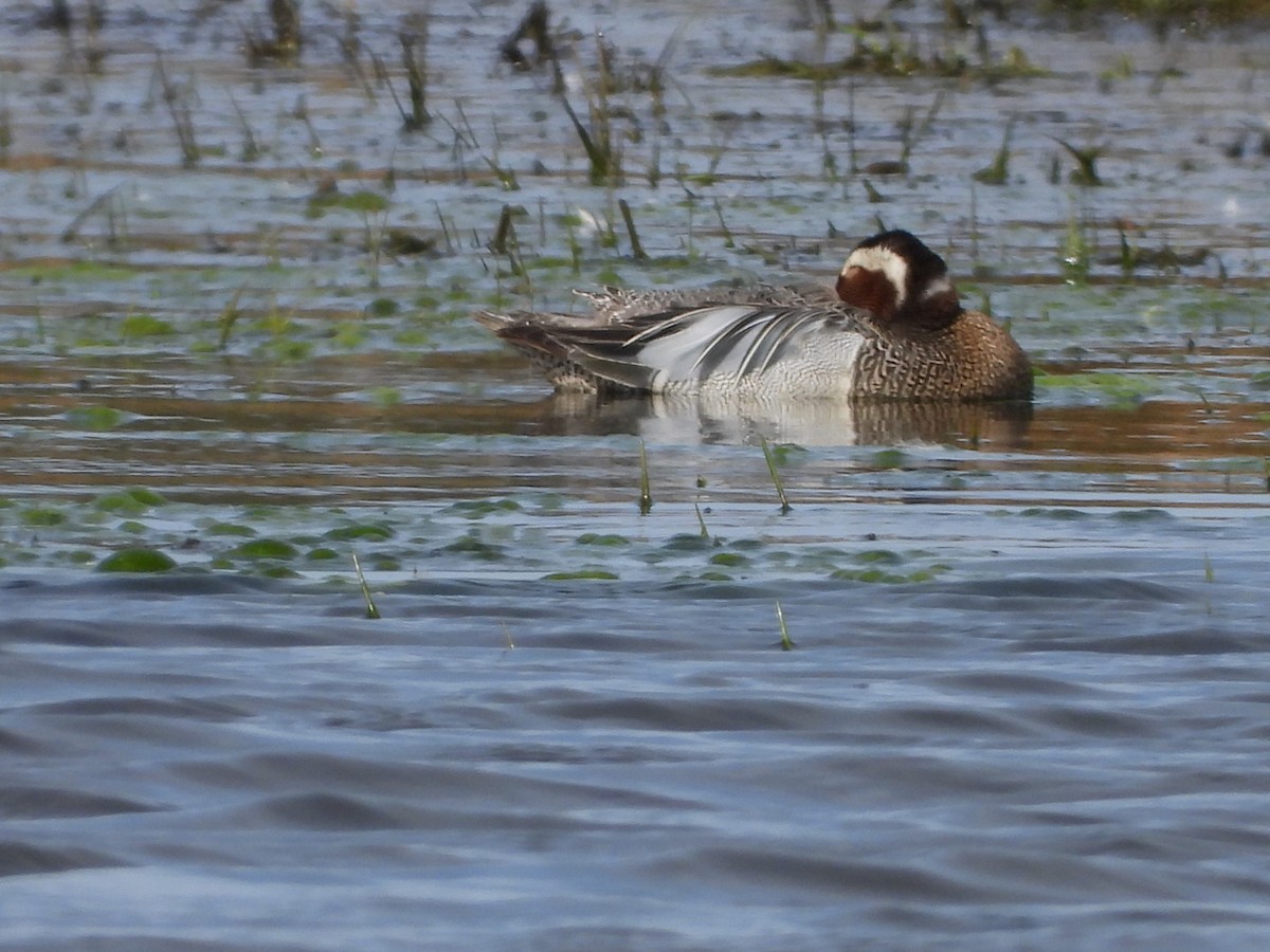 Garganey - Anita Sigstam