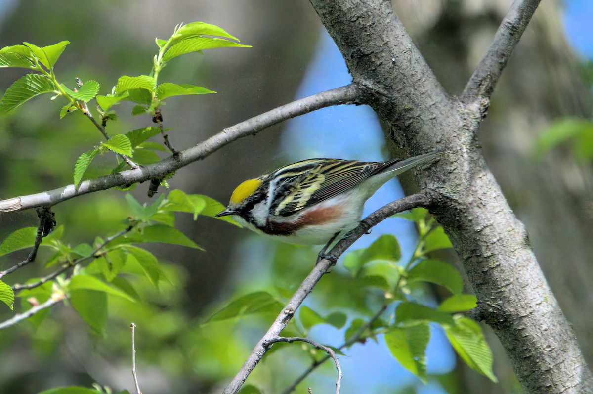 Chestnut-sided Warbler - Zach Kemp