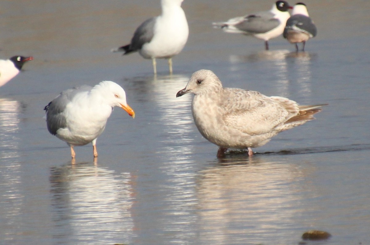 Gaviota Groenlandesa (thayeri) - ML618210550