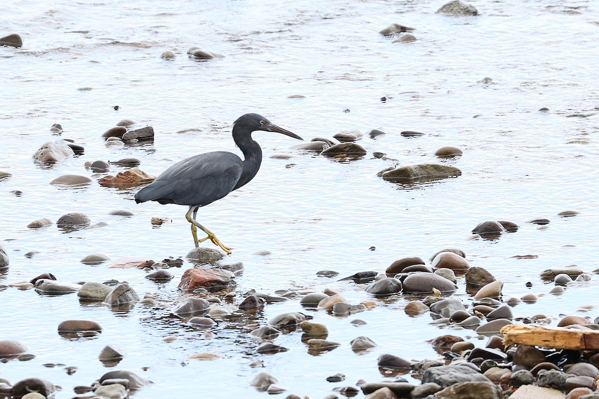 Pacific Reef-Heron - Chih-Wei(David) Lin