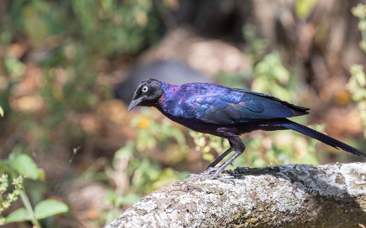 Rüppell's Starling - ML618210559