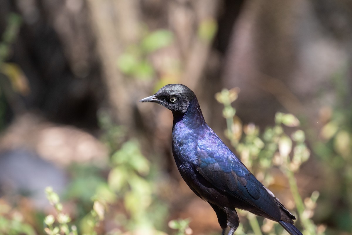 Rüppell's Starling - ML618210561