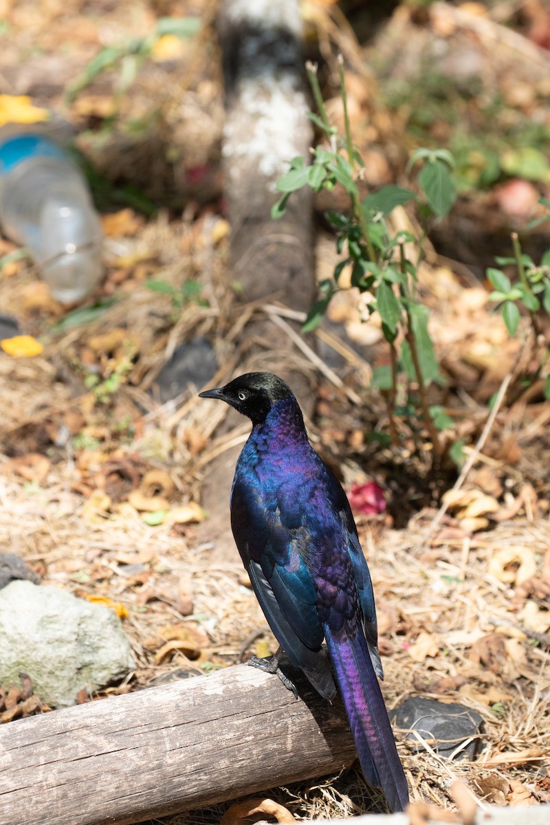 Rüppell's Starling - ML618210562