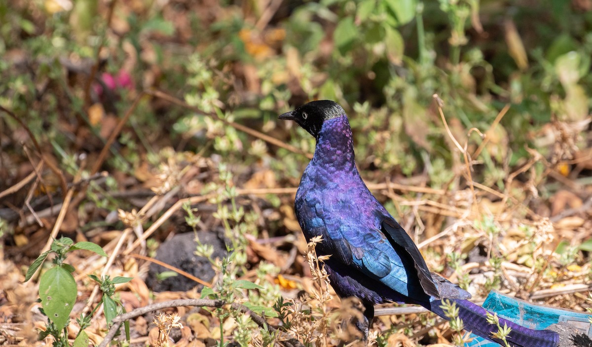 Rüppell's Starling - ML618210563