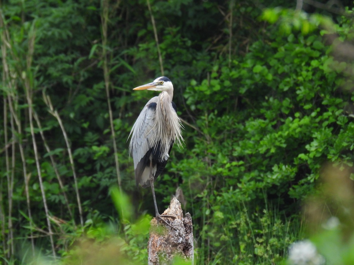 Great Blue Heron - ML618210564